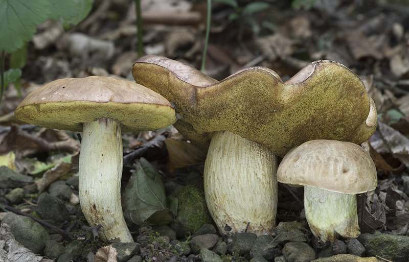 Hemileccinum depilatum